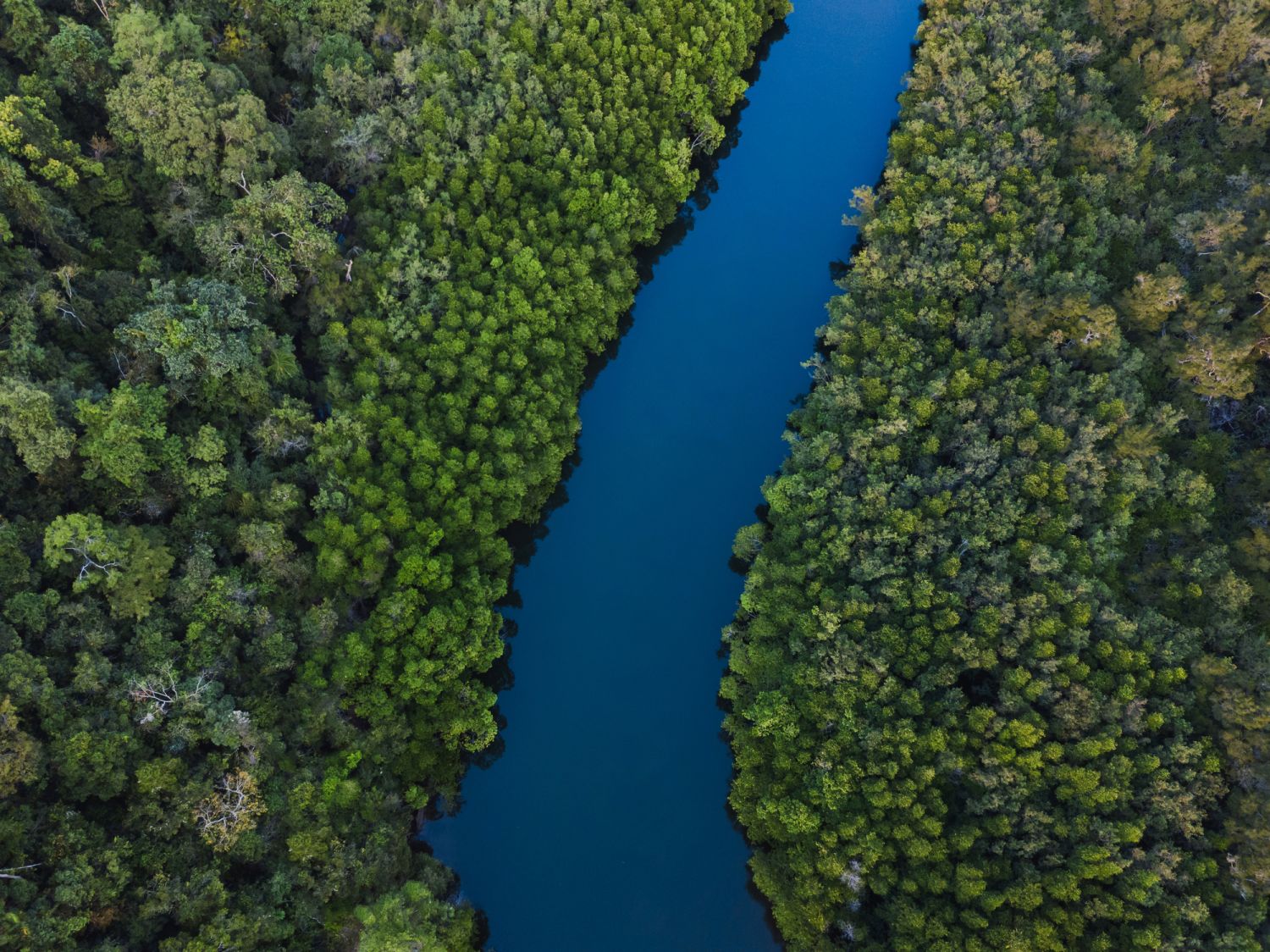 Luftaufnahme von einem Fluss durch den Wald. Symbolisiert den freien Bluttransport